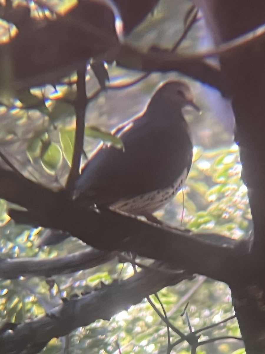 Wonga Pigeon - ML637959926