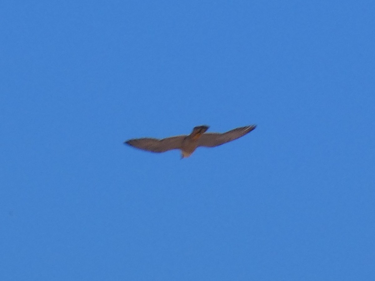 Peregrine Falcon (North American) - ML637959954