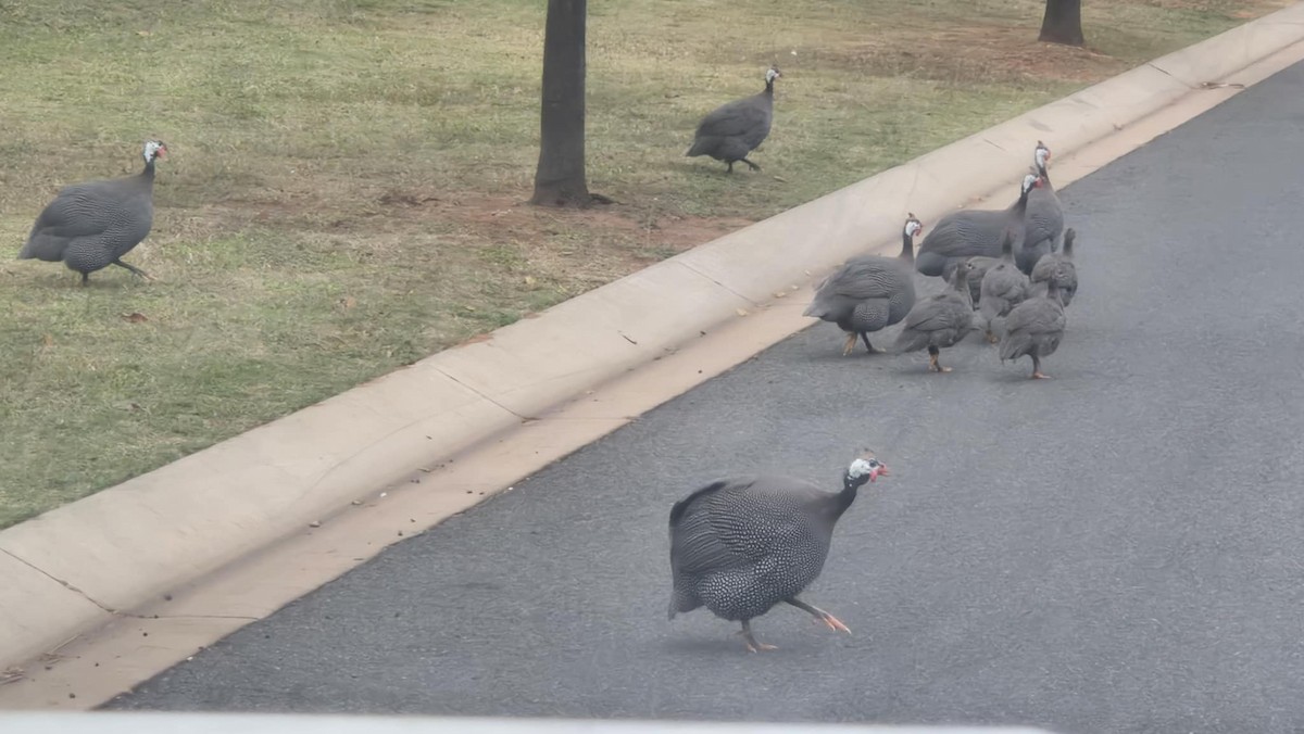 Helmeted Guineafowl (Domestic type) - ML637959982