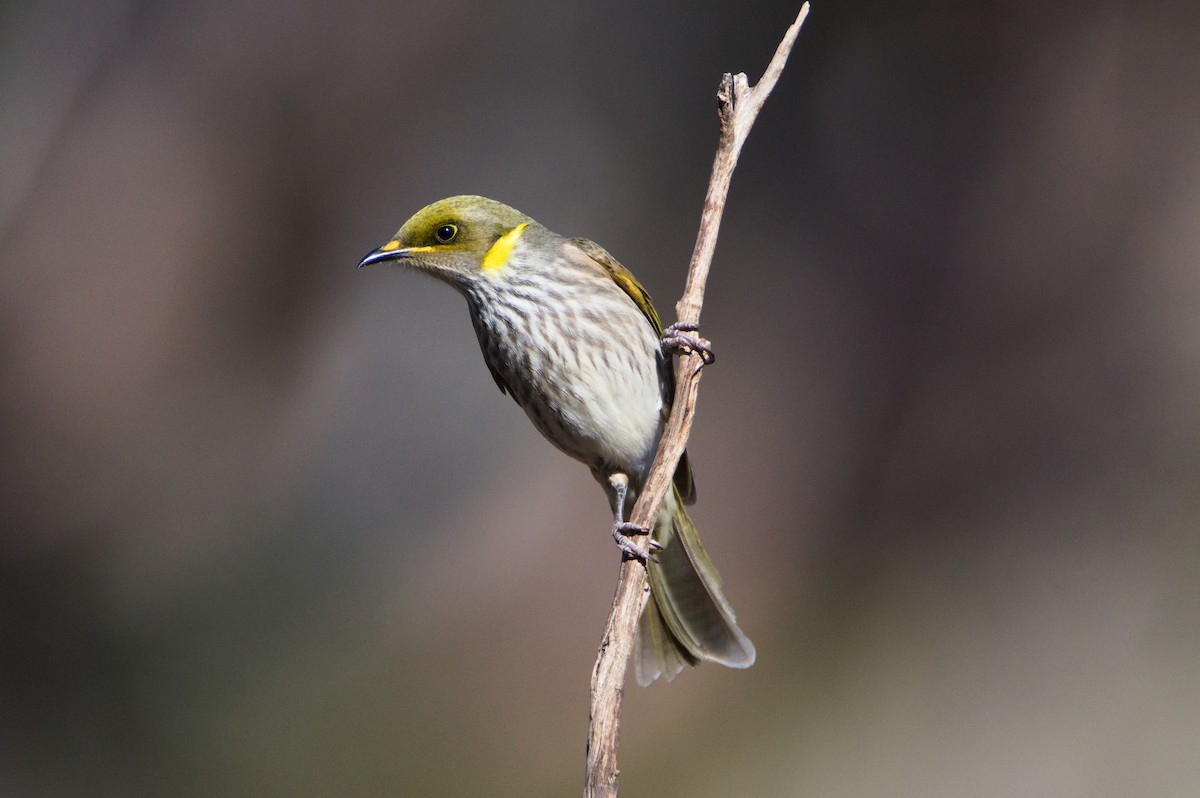 Yellow-plumed Honeyeater - ML637960063