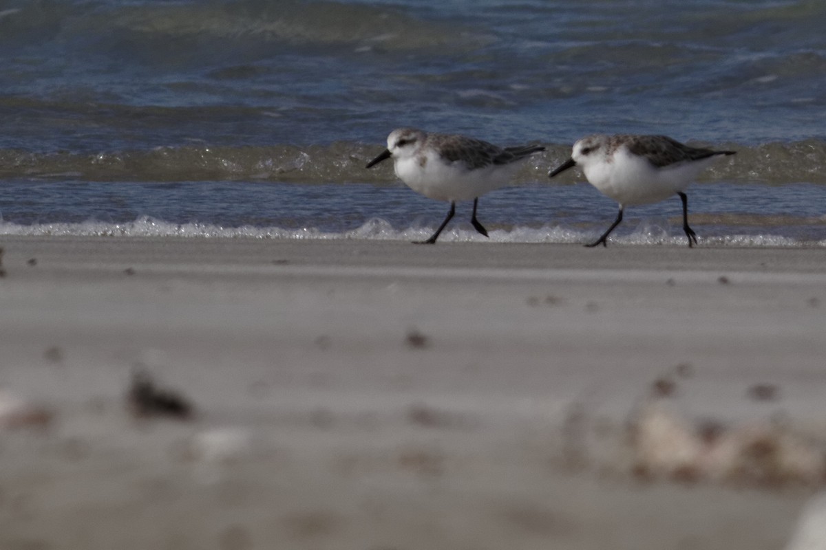 Sanderling - ML637960091
