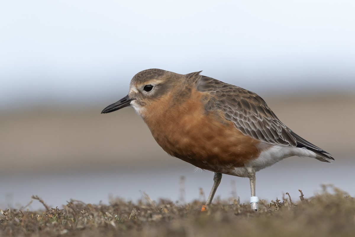 Red-breasted Dotterel (Southern) - ML637960095