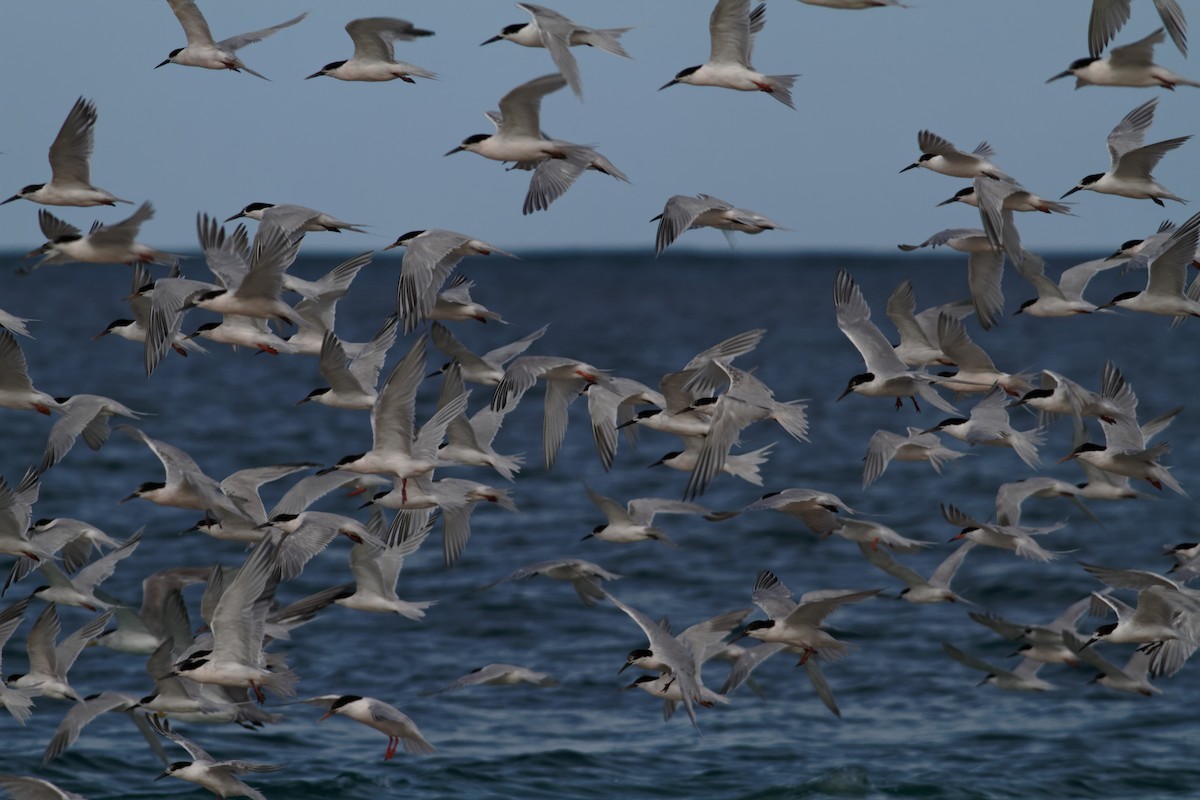 Little Tern - ML637960096