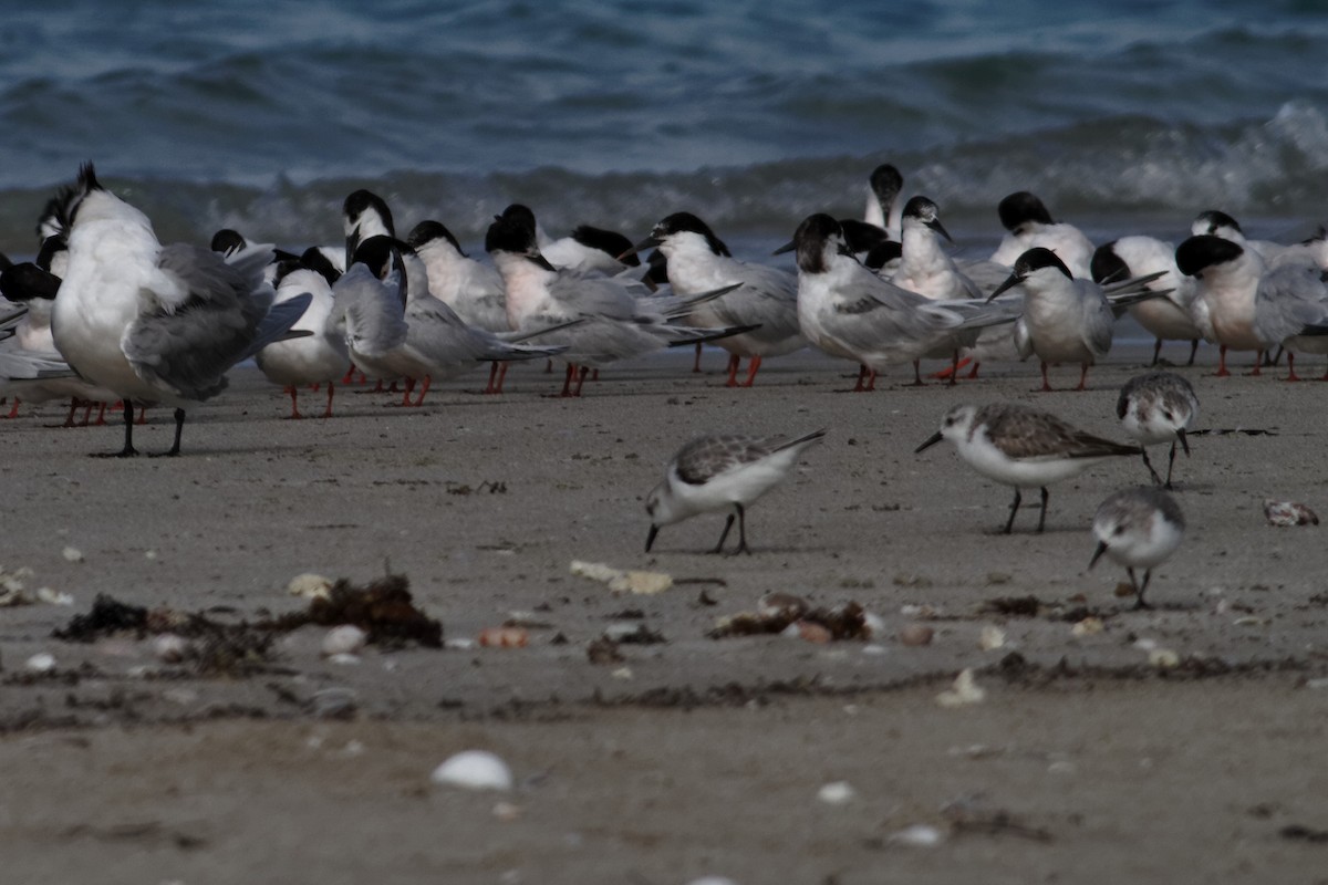 Sanderling - ML637960108