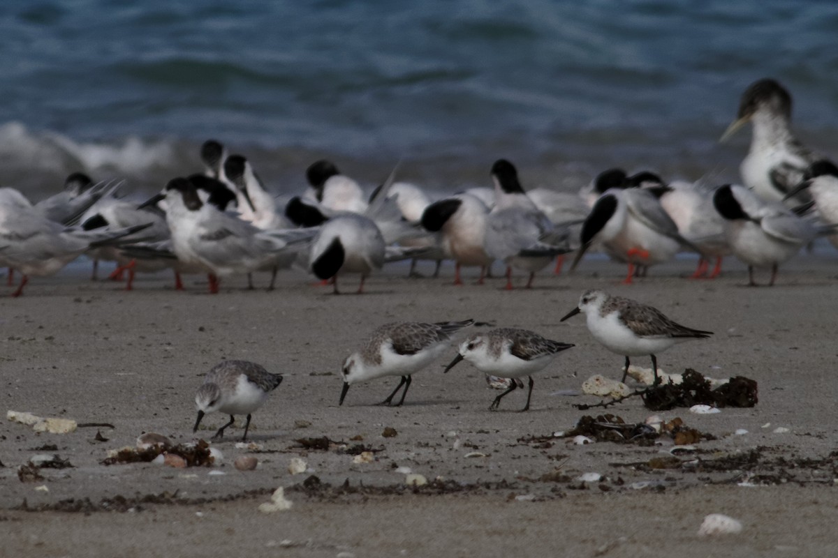 Sanderling - ML637960110