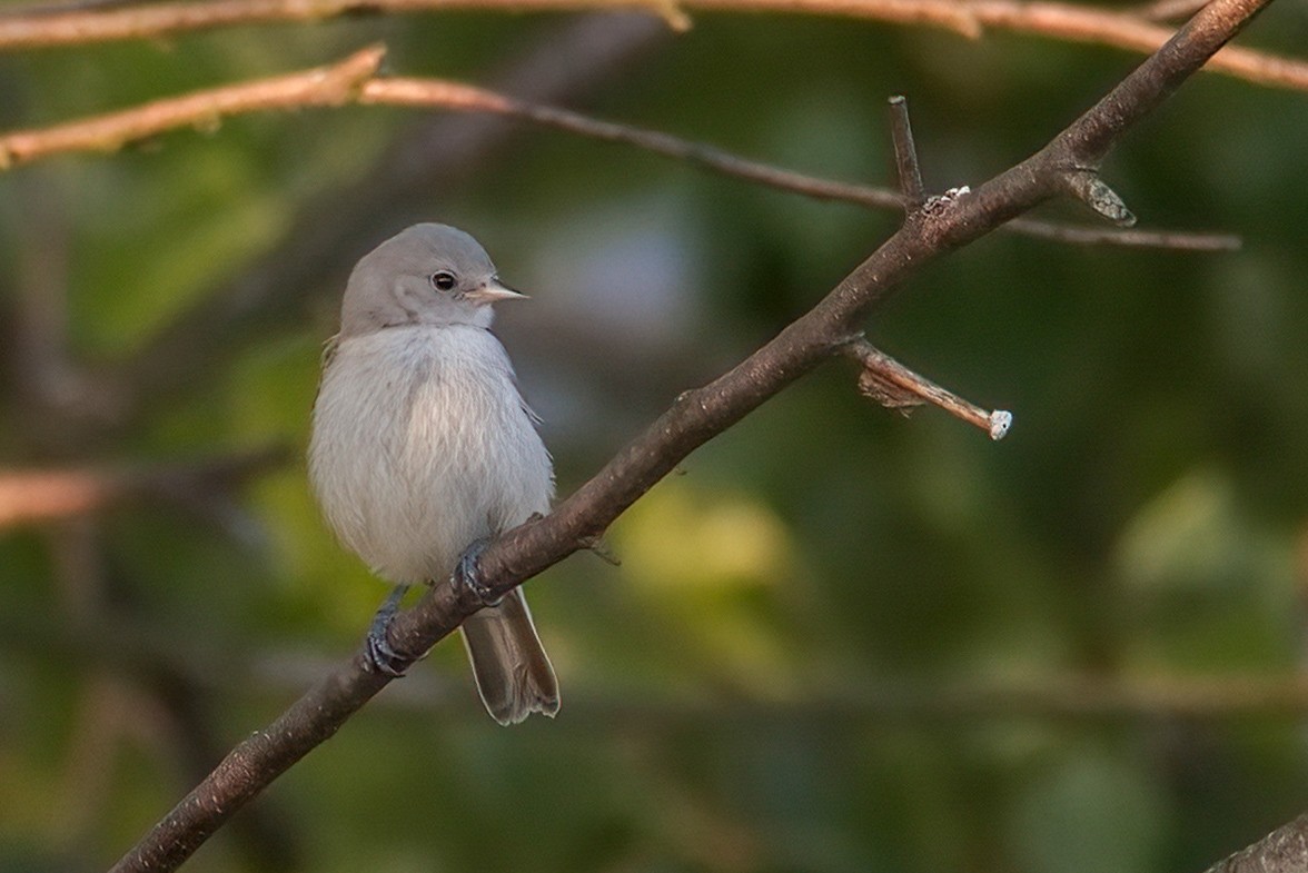 Eurasian Penduline-Tit - ML637960125