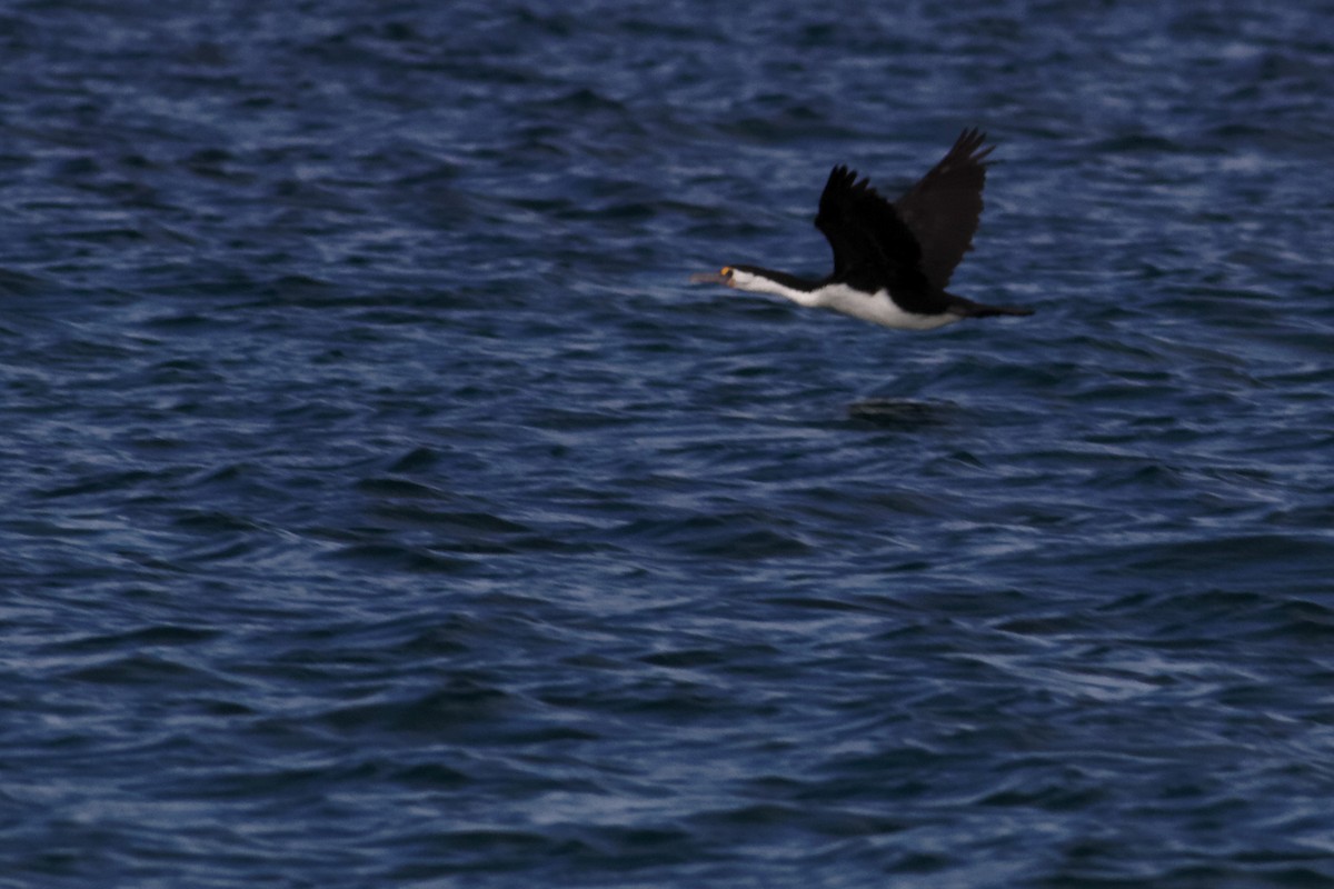 Pied Cormorant - ML637960165
