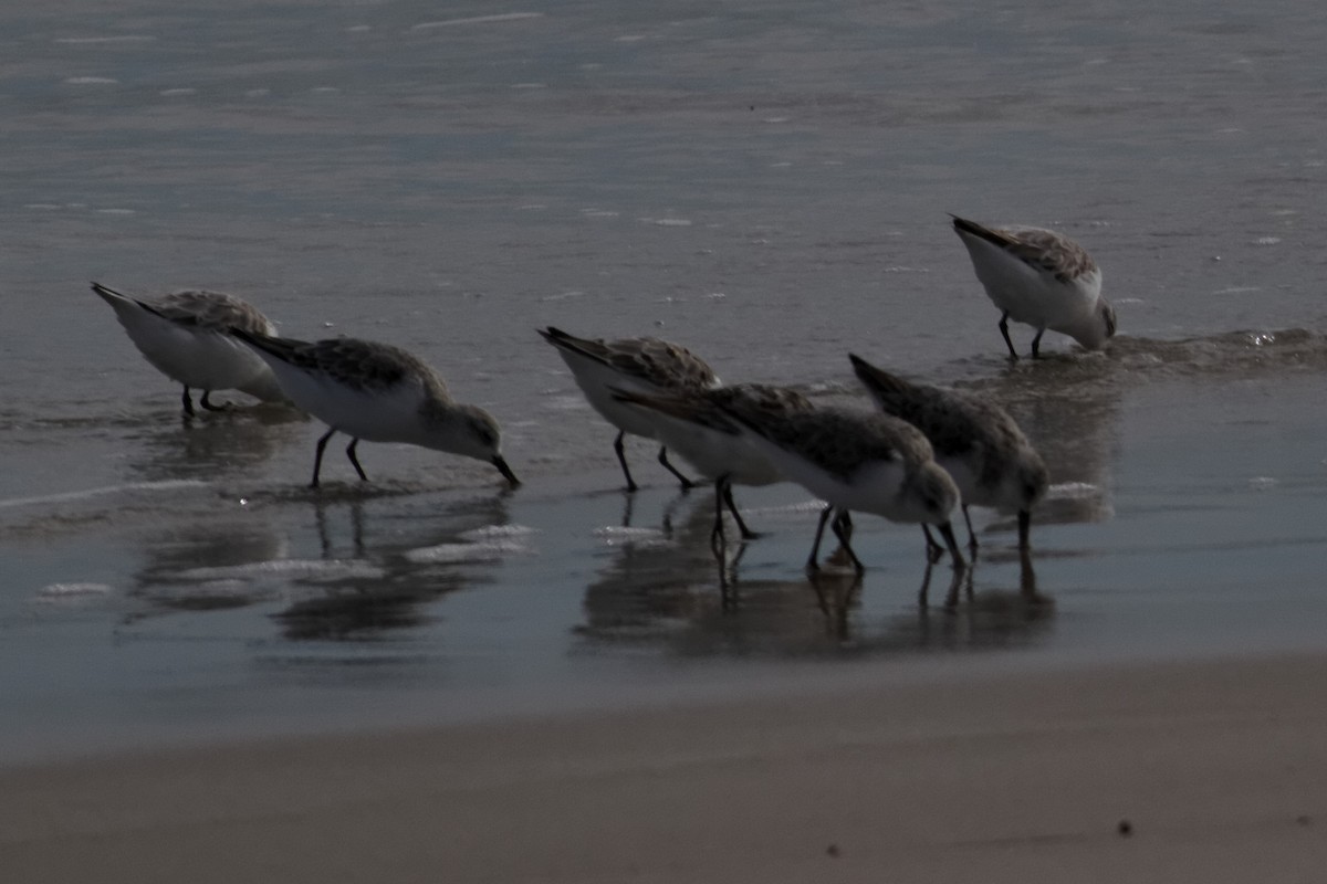 Sanderling - ML637960208