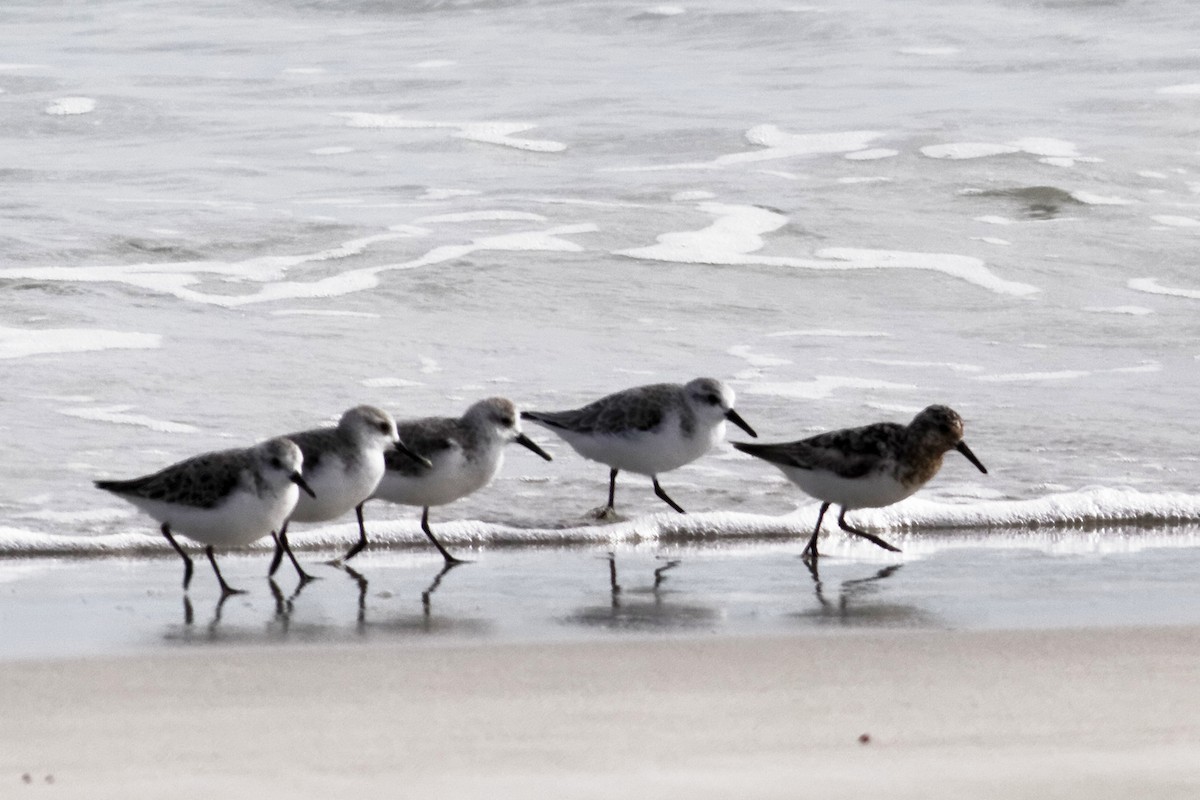 Sanderling - ML637960212