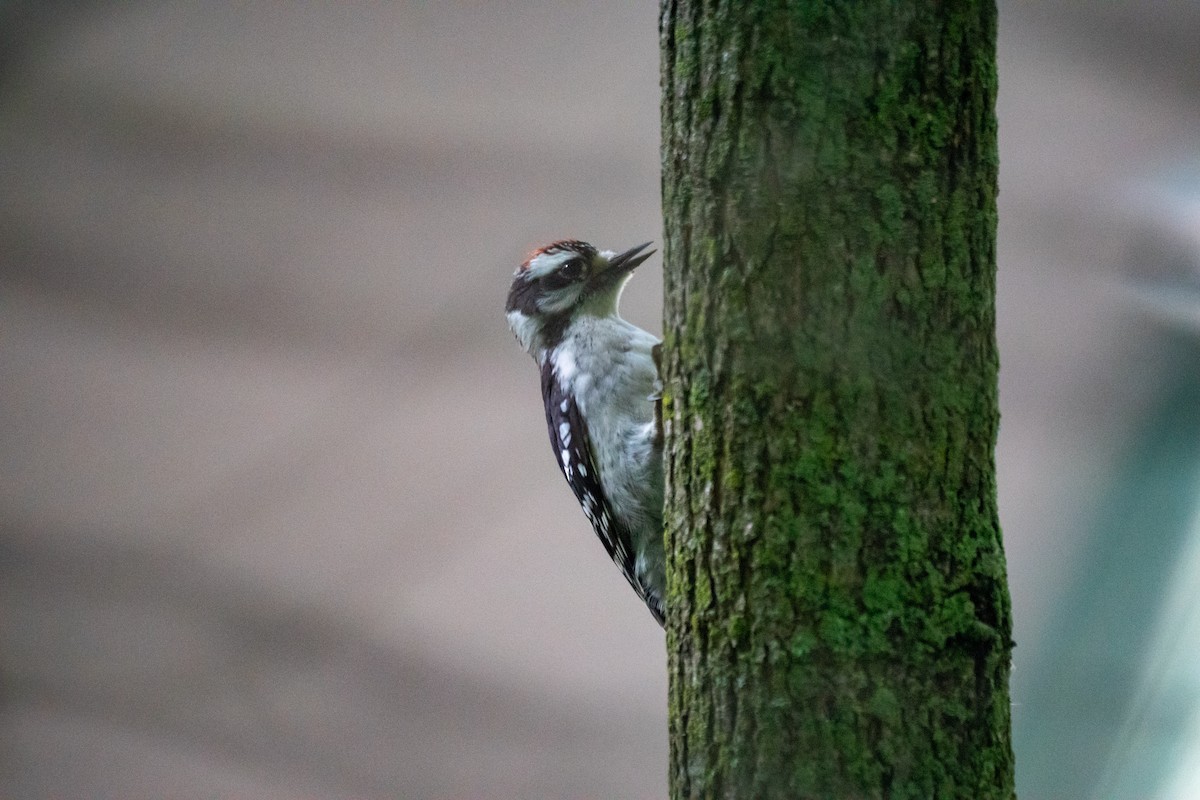 Downy Woodpecker - ML637960213