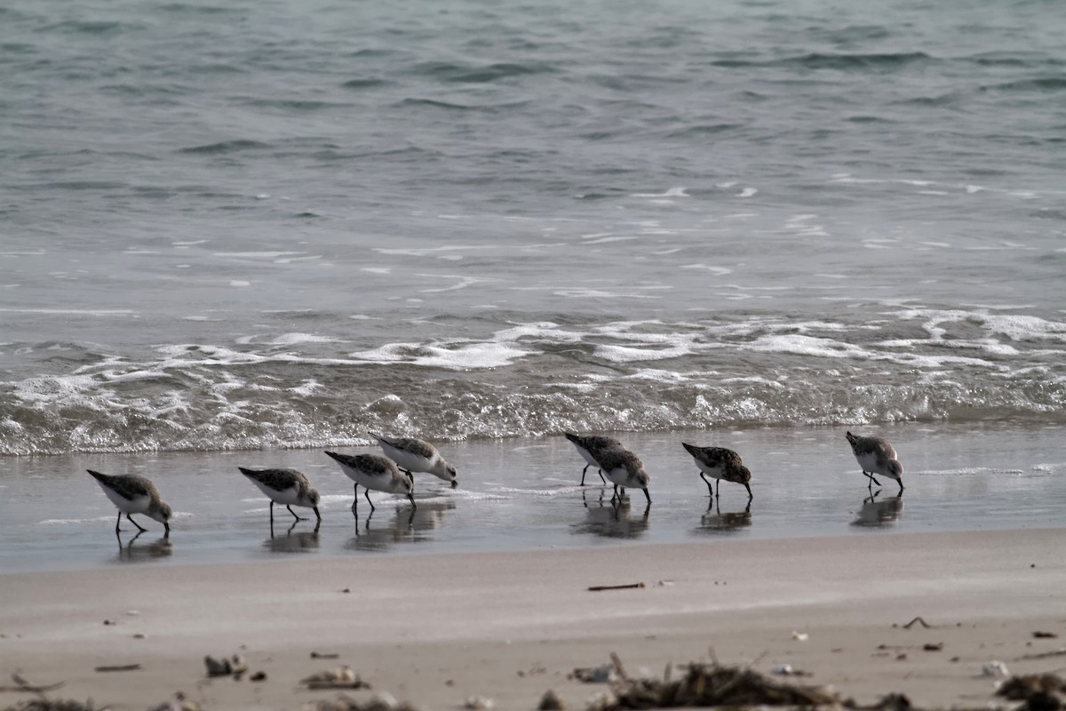 Sanderling - ML637960216
