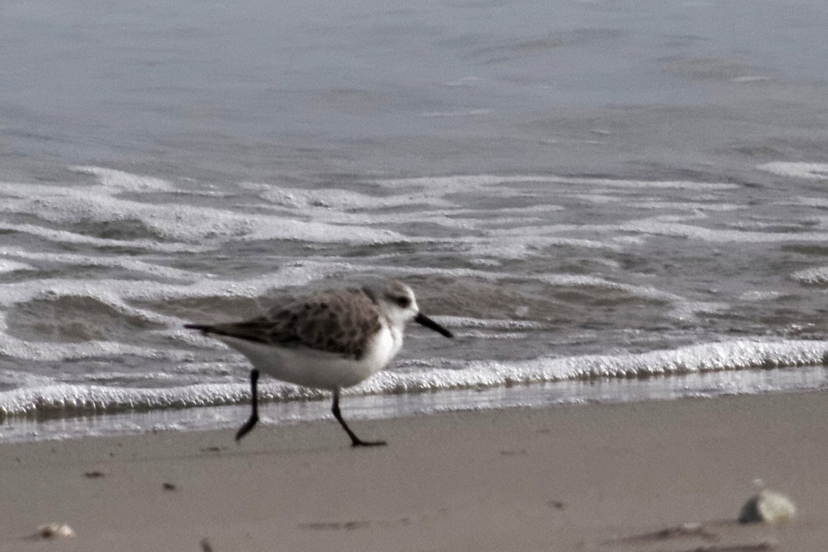 Sanderling - ML637960227