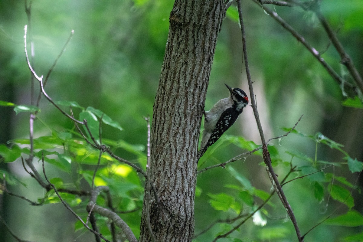 Downy Woodpecker - ML637960257
