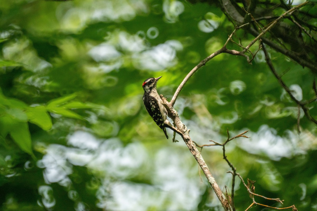 Downy Woodpecker - ML637960267