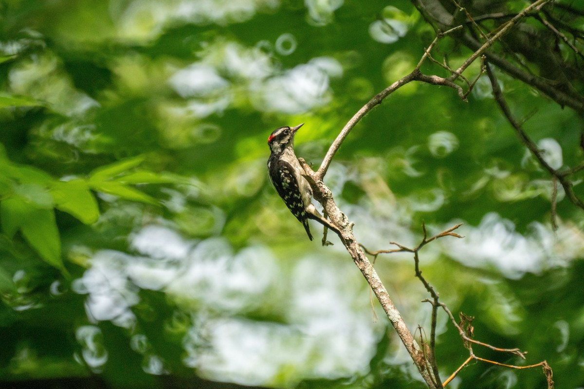 Downy Woodpecker - ML637960269