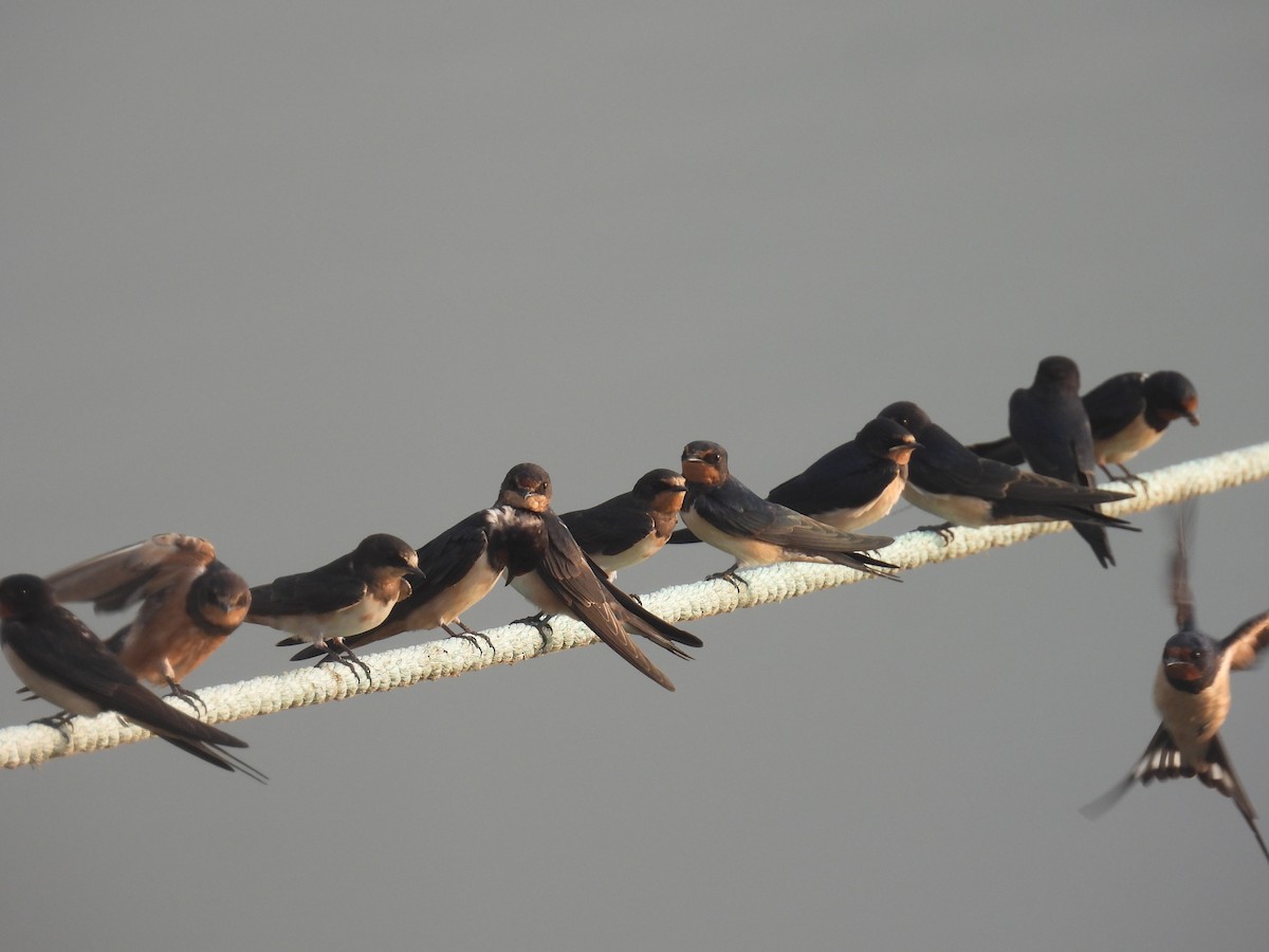 Асрын хараацай - ML637960296