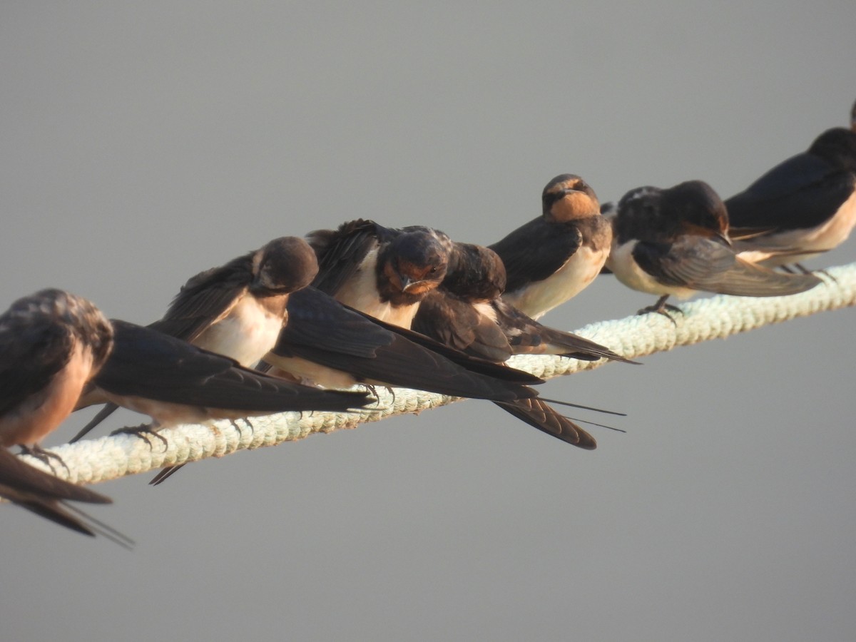 Асрын хараацай - ML637960297