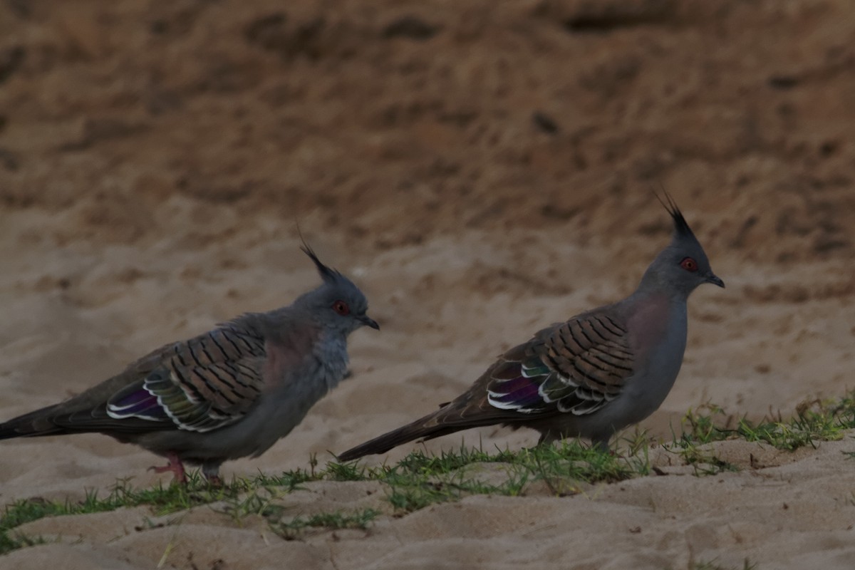 Crested Pigeon - ML637960301