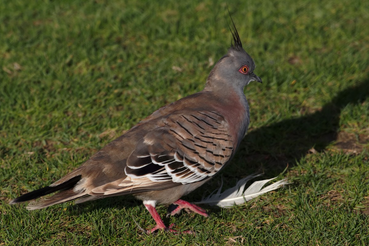 Crested Pigeon - ML637960302