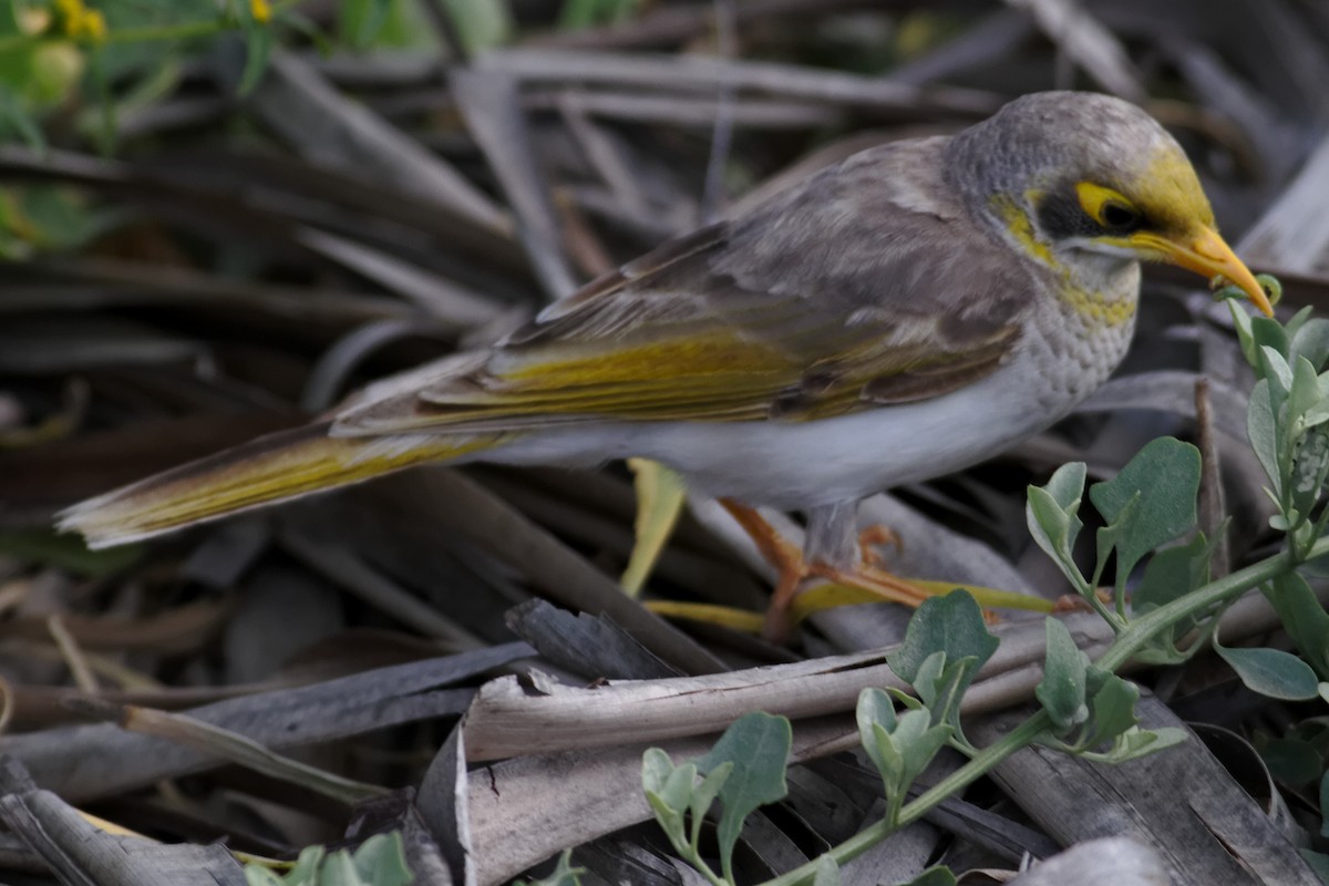 Yellow-throated Miner - ML637960304