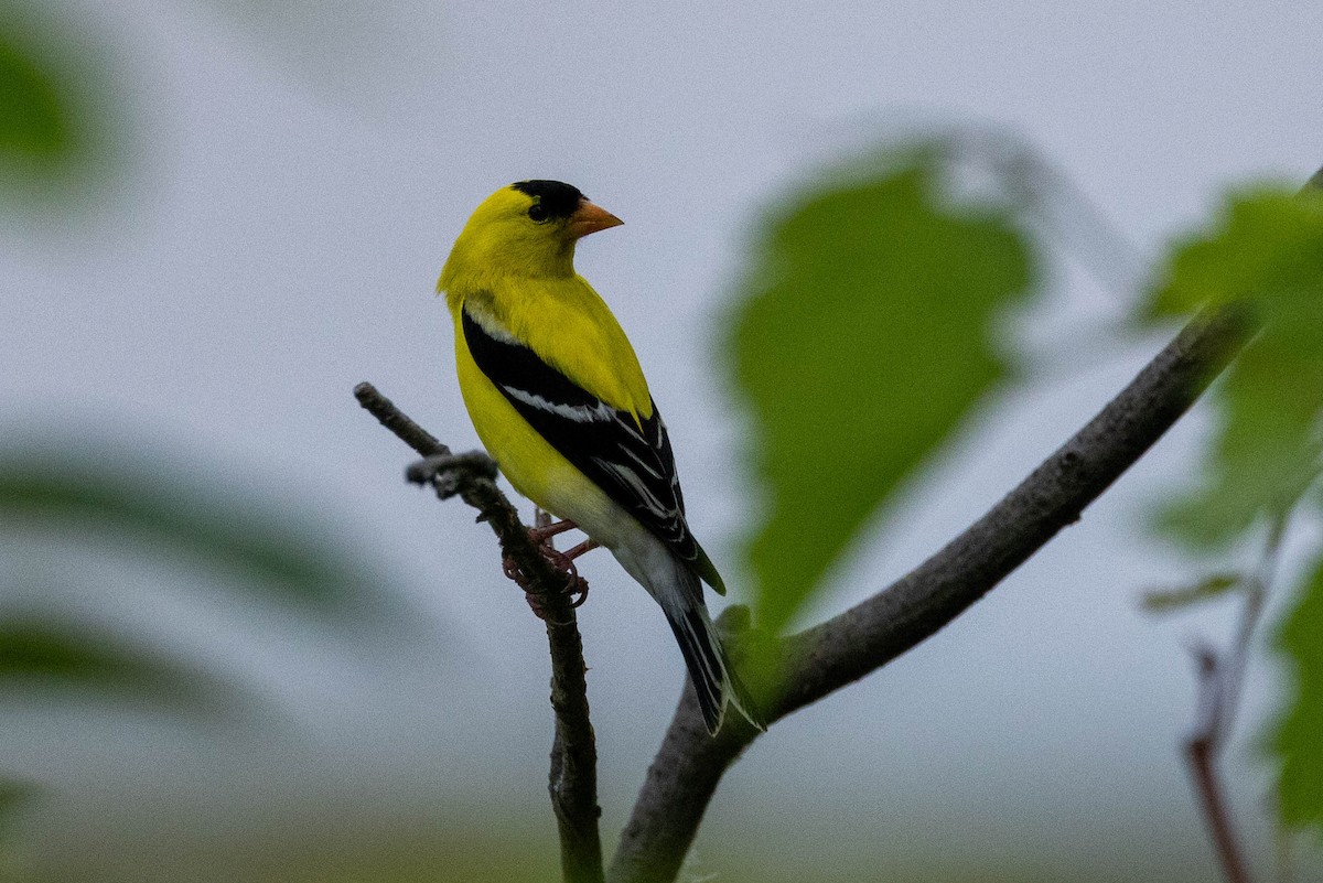 American Goldfinch - ML637960305