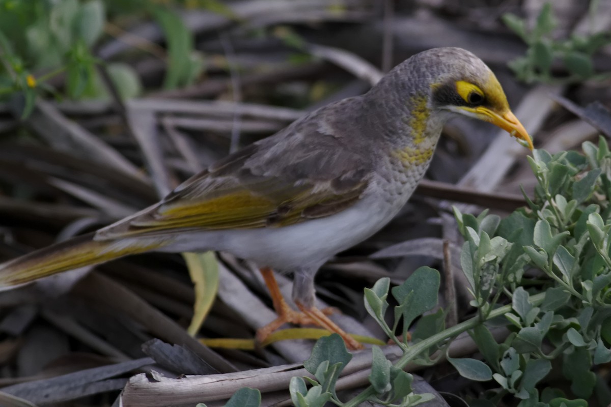 Yellow-throated Miner - ML637960307