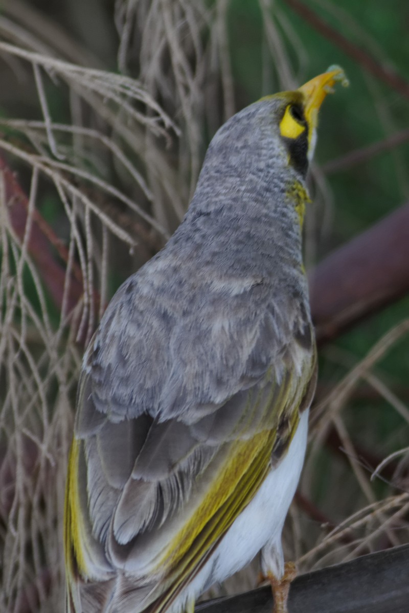 Yellow-throated Miner - ML637960309