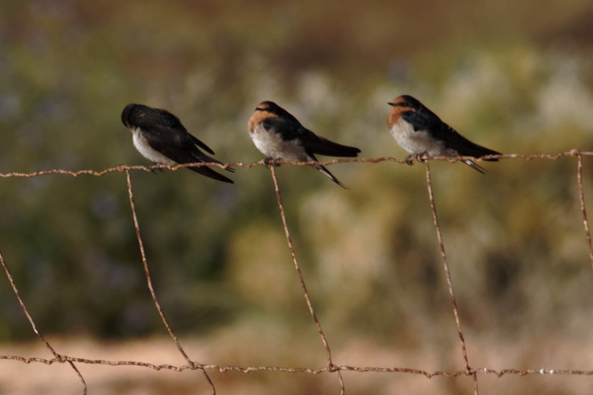 Welcome Swallow - ML637960312