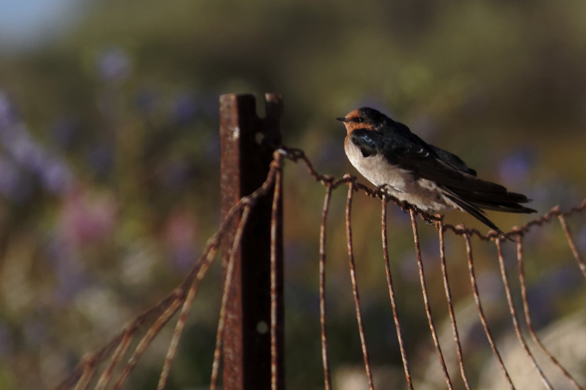 Welcome Swallow - ML637960313