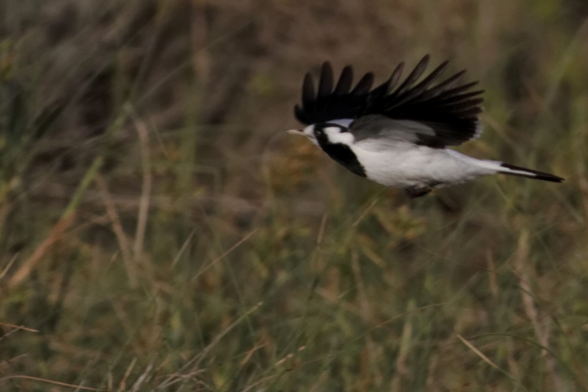 Magpie-lark - ML637960328