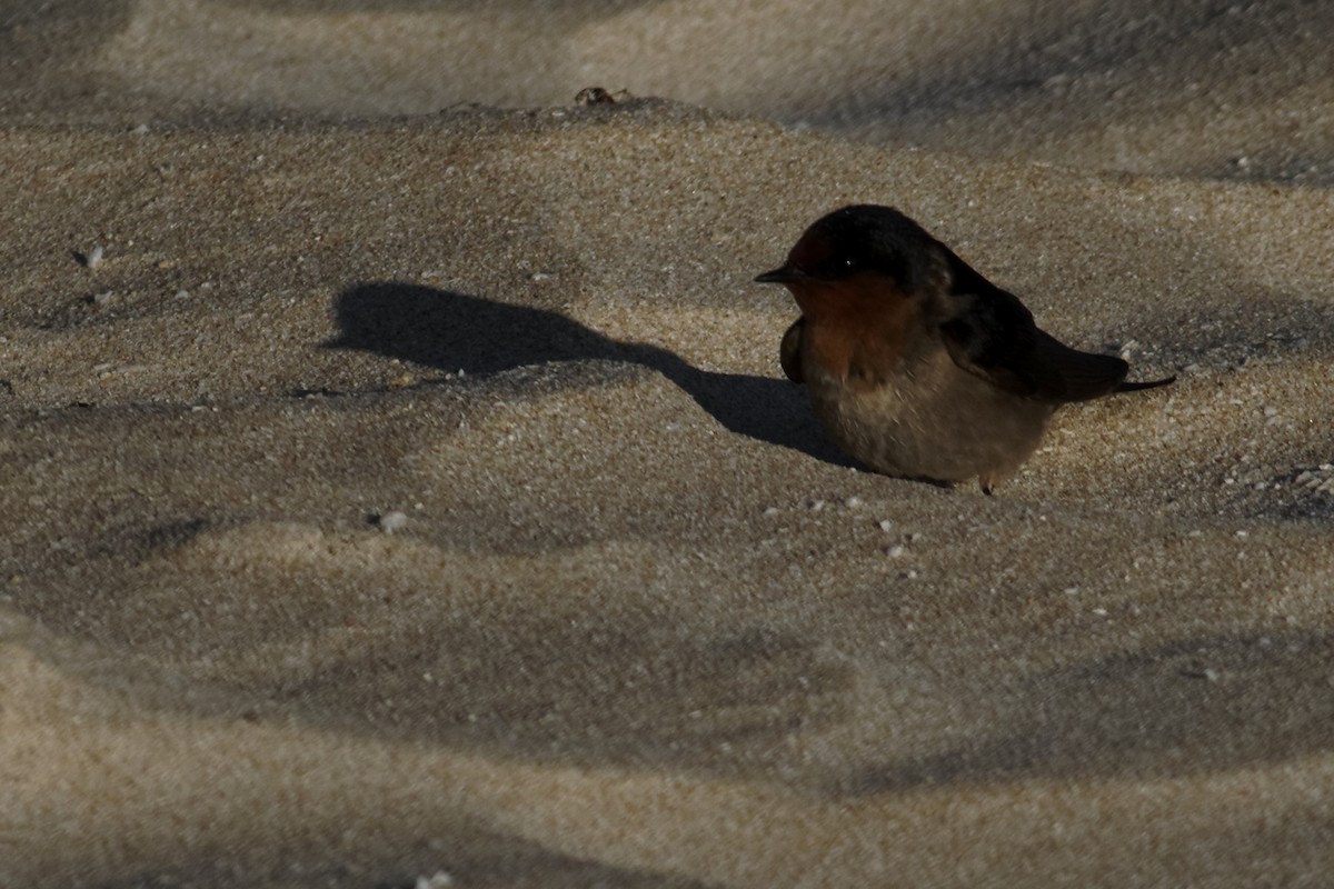 Welcome Swallow - ML637960330