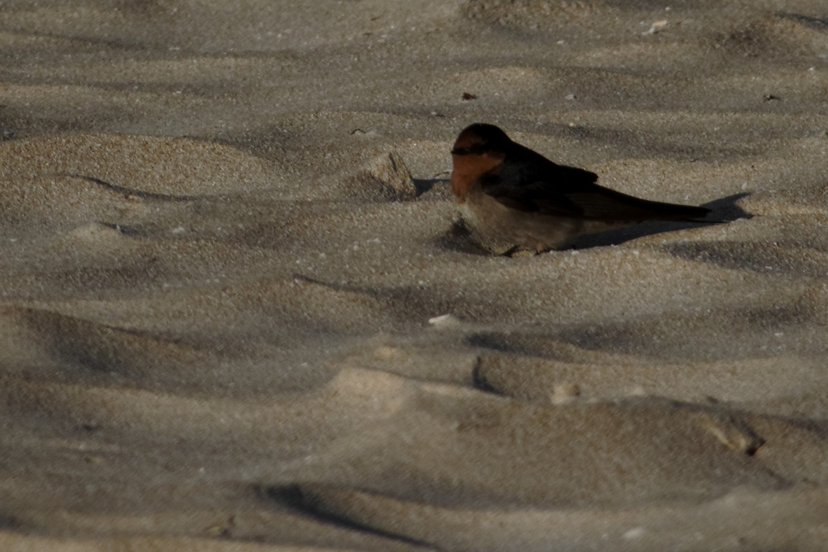 Welcome Swallow - ML637960331