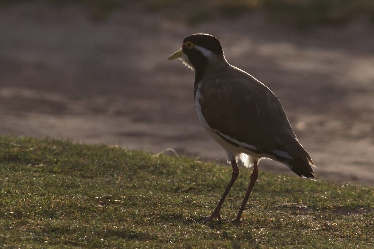Banded Lapwing - ML637960336