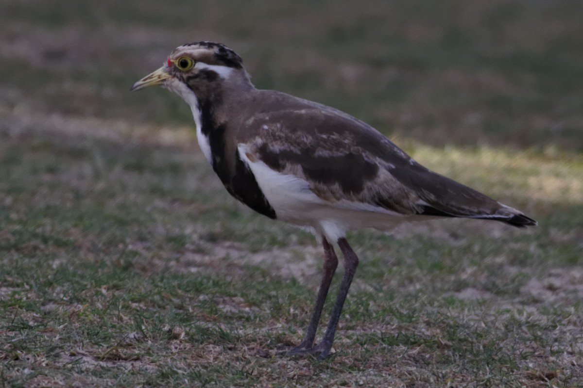 Banded Lapwing - ML637960338
