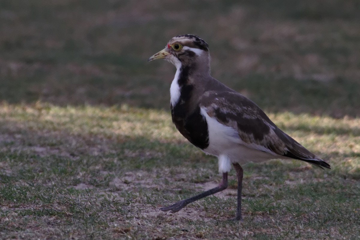 Banded Lapwing - ML637960340