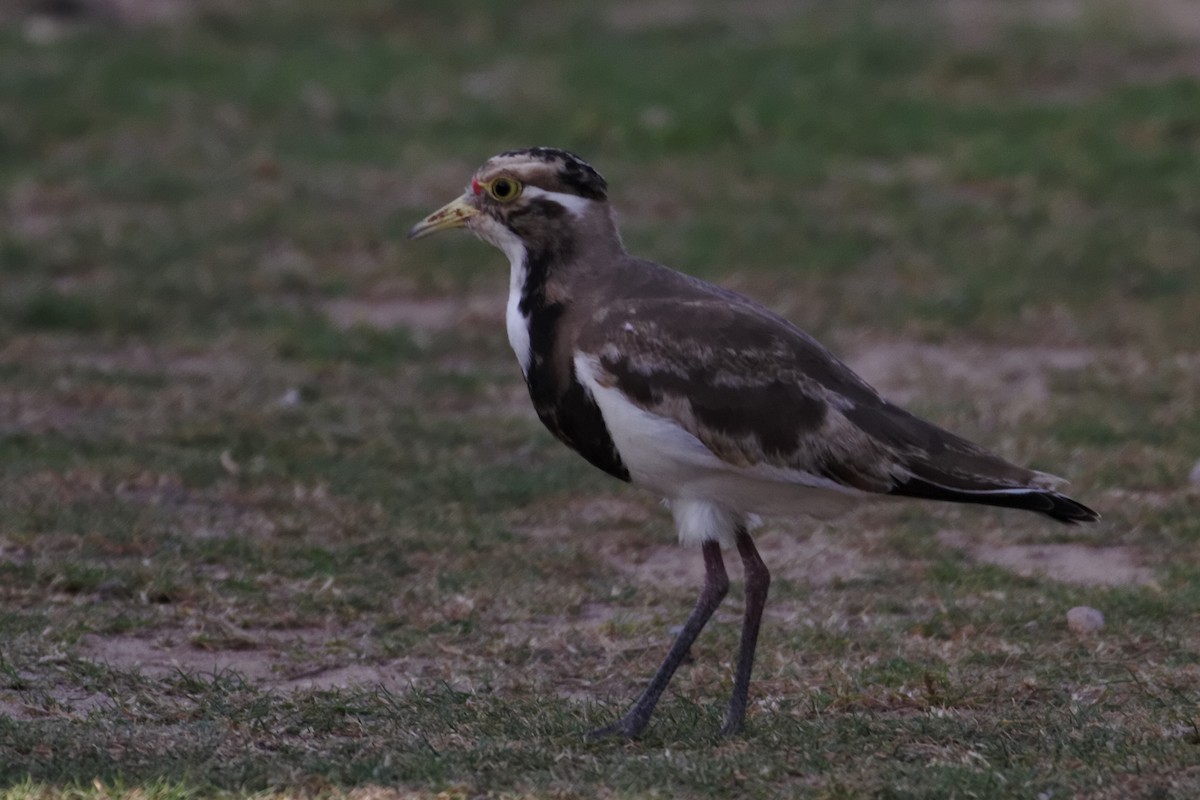 Banded Lapwing - ML637960341