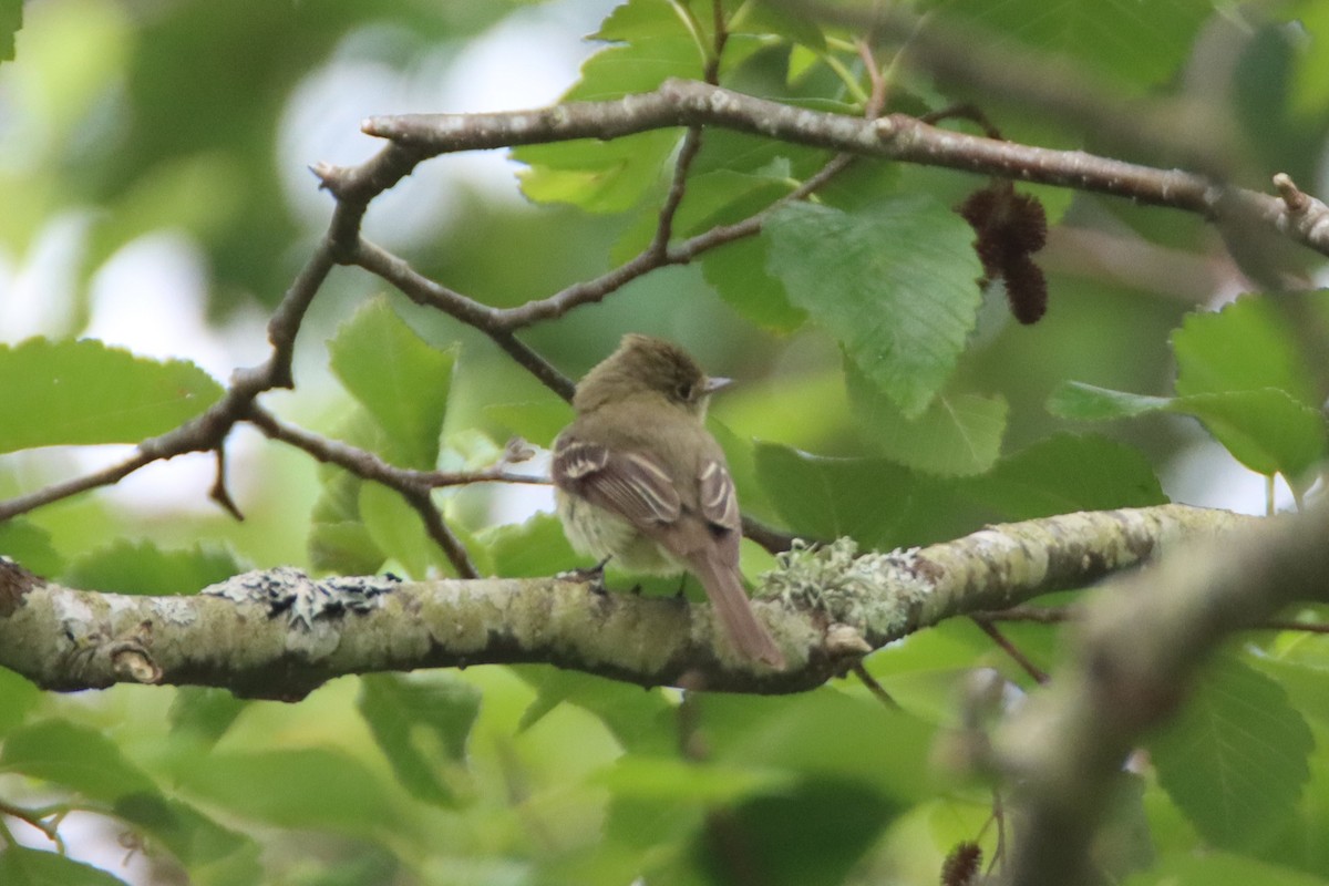 Western Flycatcher - ML637960344