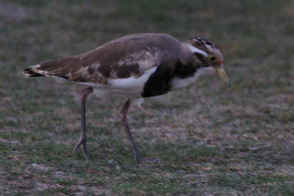 Banded Lapwing - ML637960345