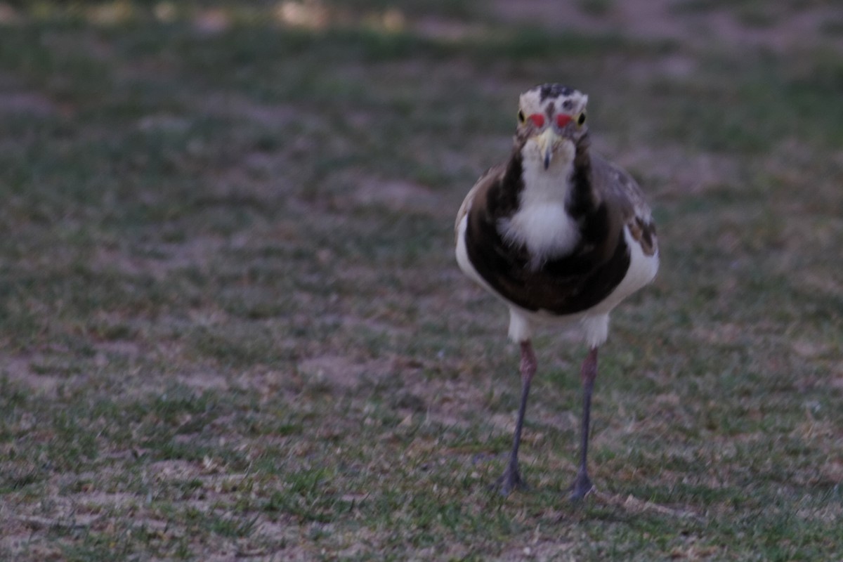 Banded Lapwing - ML637960346