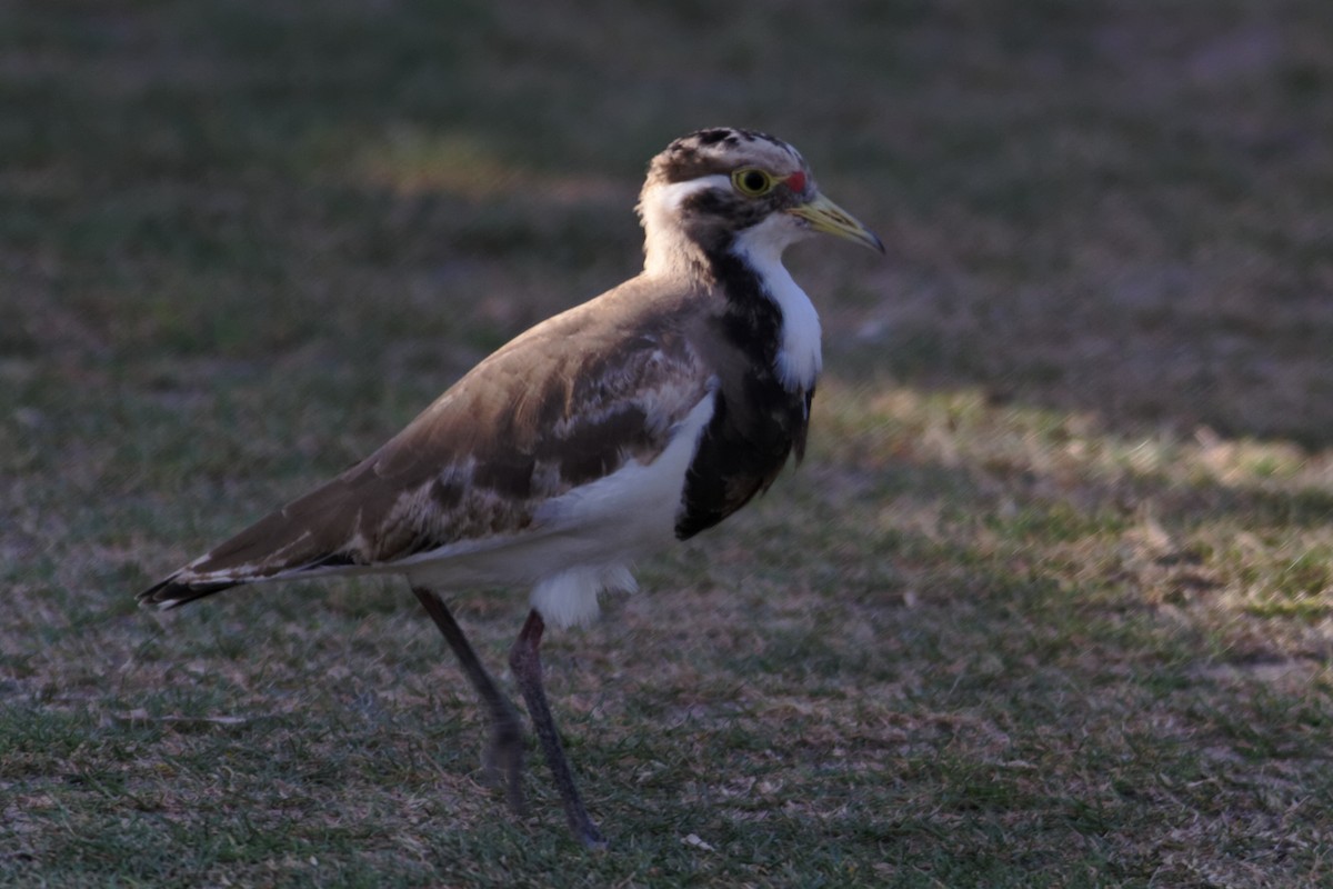 Banded Lapwing - ML637960348