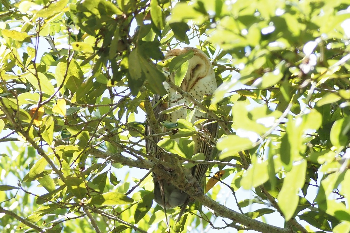 sova americká - ML637960349