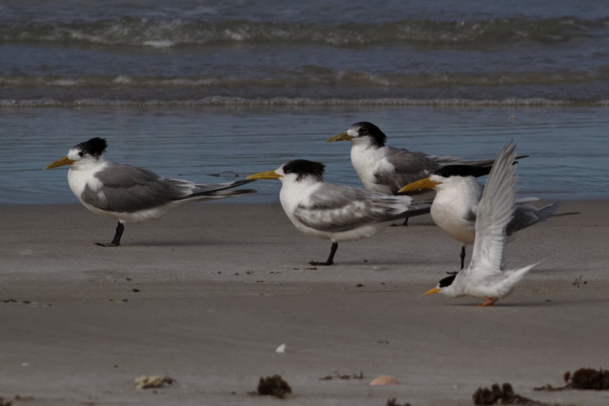 Great Crested Tern - ML637960365