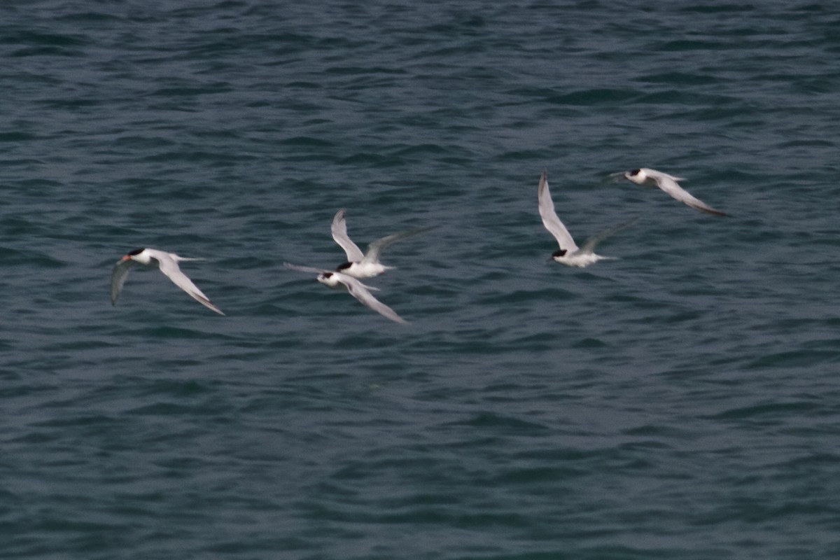 Roseate Tern - ML637960366