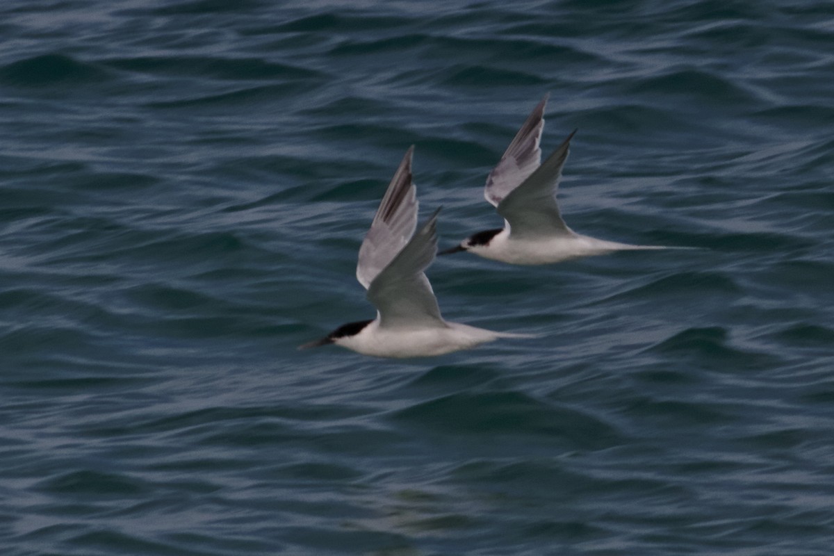 Roseate Tern - ML637960390