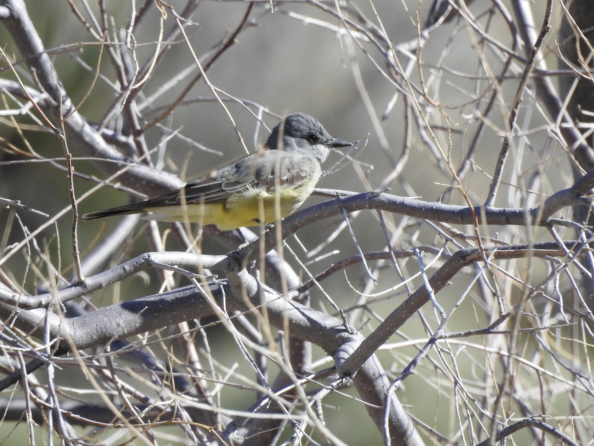 Cassin's Kingbird - ML637960393