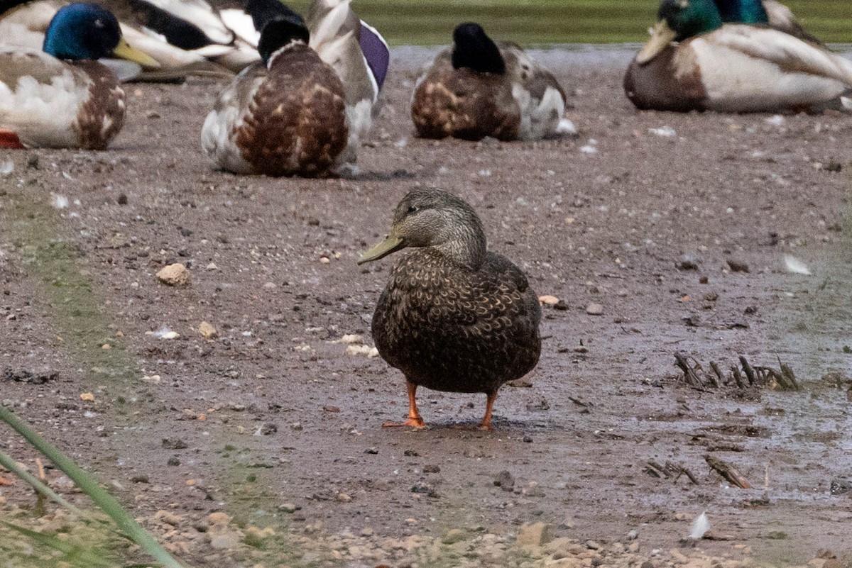American Black Duck - ML637960404