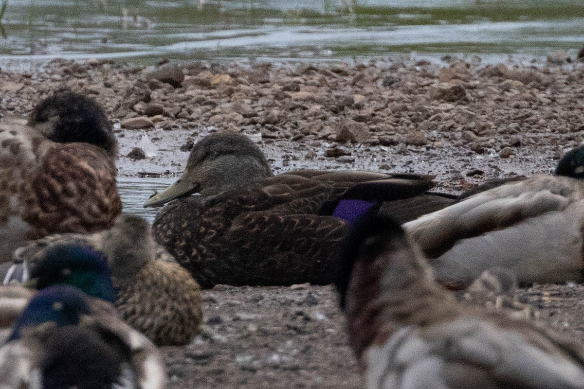 American Black Duck - ML637960406