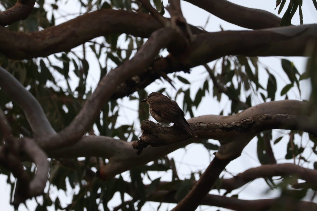 Sahul Cicadabird - ML637960407