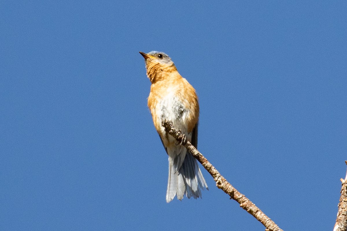 Eastern Bluebird (Mexican) - ML637960422
