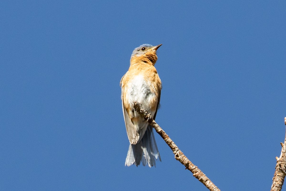Eastern Bluebird (Mexican) - ML637960423